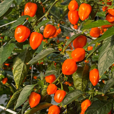Habanero Pepper Seeds - The Pepper Pantry (Formerly Marie Sharp's)